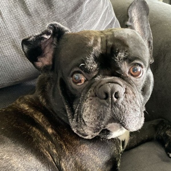 Photo de Gizmo