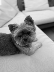 Photo de Rosie