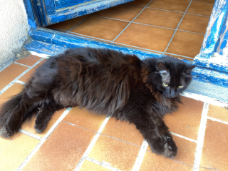 Photo de Reglisse