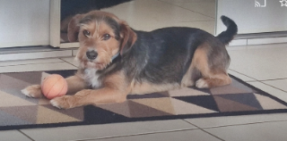 Paddy