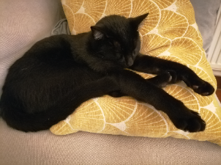 Photo de Banjo