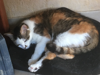 Minette