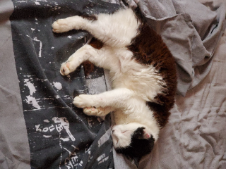 Lilou