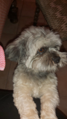 Photo de Nemo