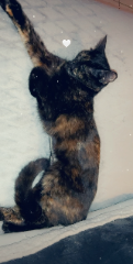 Stella
