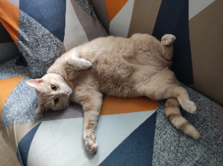 Photo de Calin