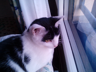 Photo de CHIPIE