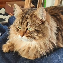 SIRIUS