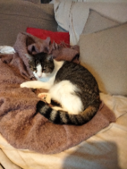 Photo de Chouchou