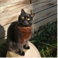 Photo de Blacky
