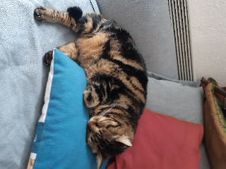 Photo de Pépite