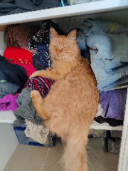 Photo de CARAMEL