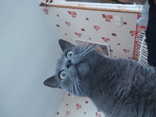 Gribouille
