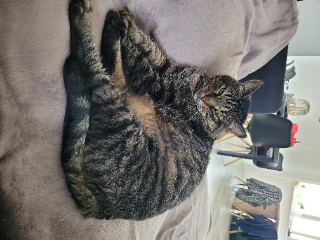 Minou