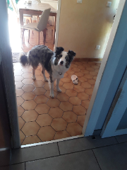 Photo de Rocky