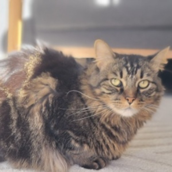Loki
