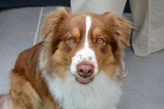 Photo de Scooby