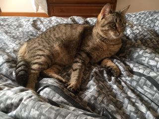 Lucie