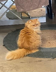 Photo de Simba