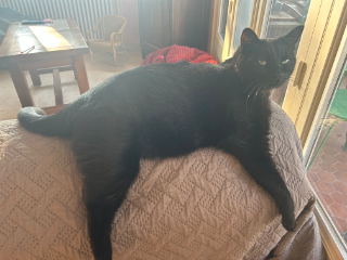 Photo de Lucky