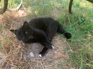 Photo de Cachou