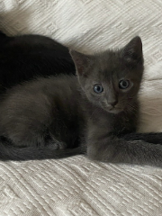 Photo de Toulouse