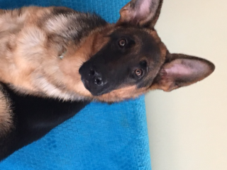 Photo de STELLA