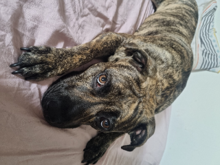 Lena