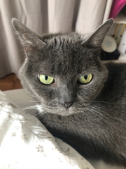 Photo de Nala