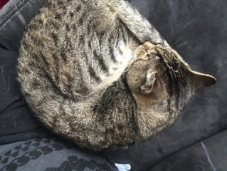 Darwin