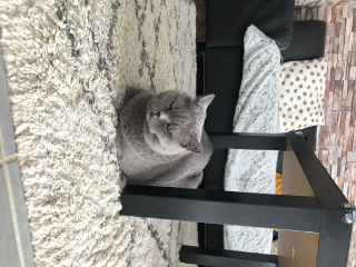 Myrtille