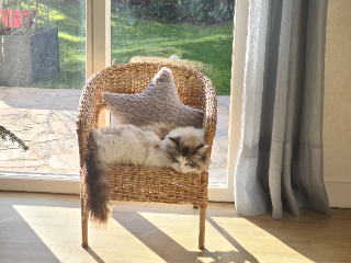 Photo de Ripley