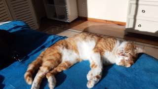 Caramel