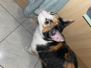 Photo de Nalla