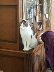 Photo de Minette