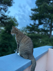 Photo de Maia