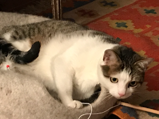 Photo de Cyrano