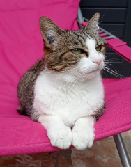 Chouquette