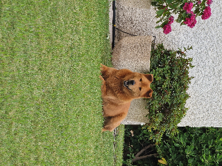Bobby