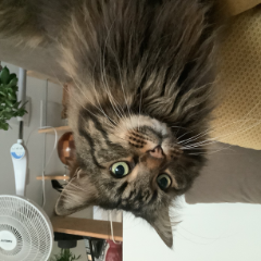 Photo de Chouchou