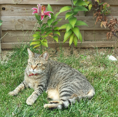 Photo de Praline