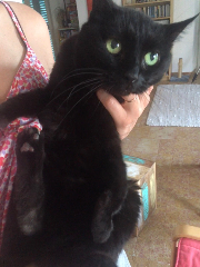 Choupette