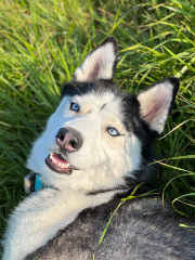 Alpha