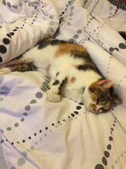 Photo de Chouquette