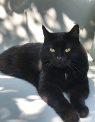 Photo de Oreo