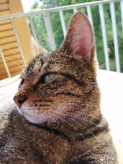 Photo de Loulou