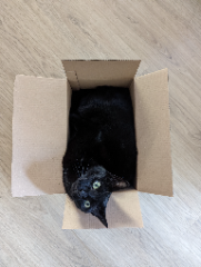 Mimi