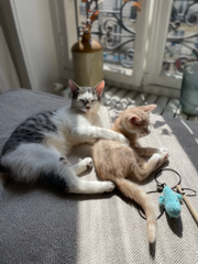 Photo de Socrate