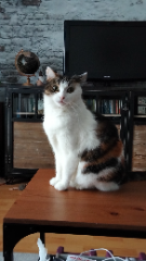 Photo de Chatchat