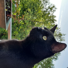 Photo de Milo